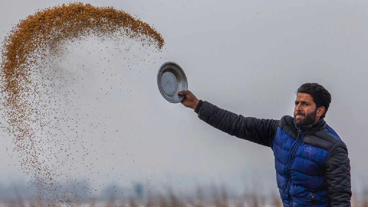 But Kashimir's tense security situation has made addressing environmental issues harder in the famed Kashmir Valley — a vast collection of connected wetlands and waterways known as much for idyllic vistas and flower-filled meadows as for its decades-long battle against Indian rule. Tens of thousands of civilians, rebels and government forces have been killed in the conflict since 1989. (Image: AP)