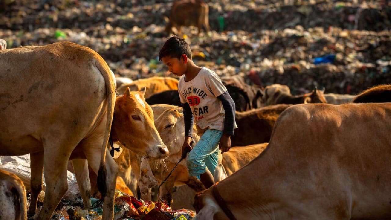 India’s last census in 2011 put the total number of child laborers between the ages of 5 and 14, including scavengers, at around 10 million. (Image: AP)