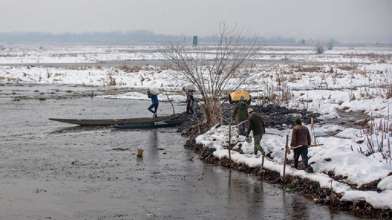 Wildlife workers carry paddy towards parked boats to spread on the frozen surface of a wetland in Hokersar, north of Srinagar, Kashmir, January 22. (Image: AP)