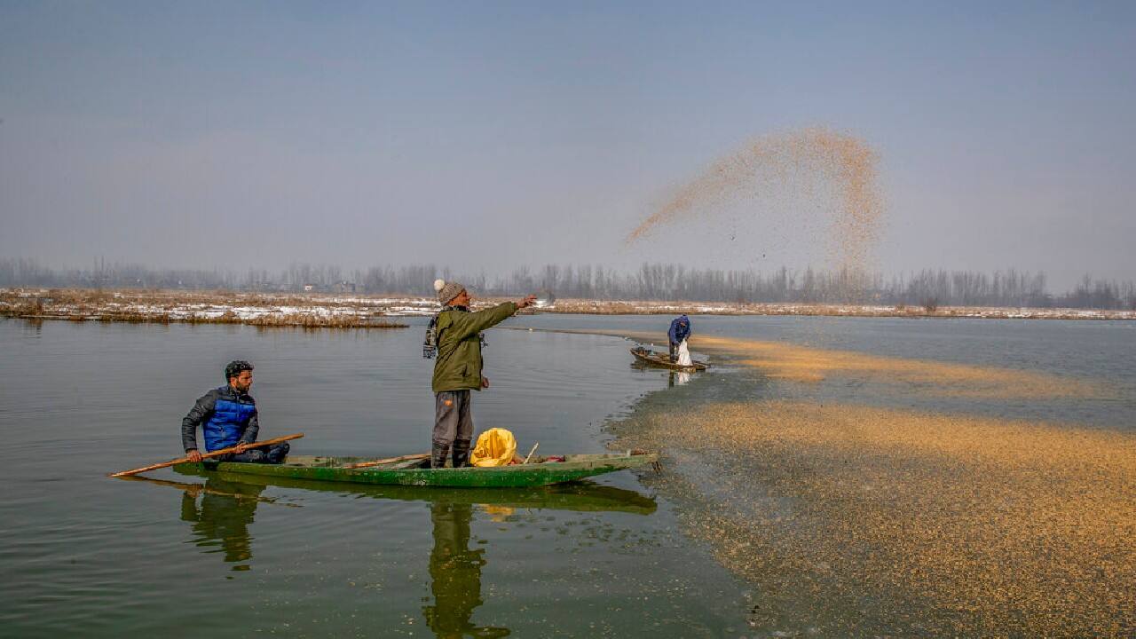 The officials feed the birds to prevent their starvation as weather conditions in the Himalayan region deteriorate, with two heavy snowfalls since December. Temperatures have plummeted to minus 10 degrees Celsius (14 degrees Fahrenheit). (Image: AP)