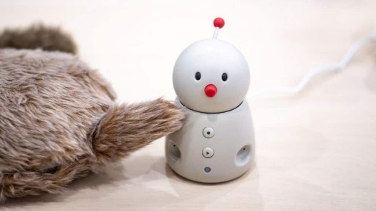 Robotic cushion petit Qoobo (L) and robot Bocco emo (R) in a studio in Tokyo. (PC-Philip FONG/AFP)