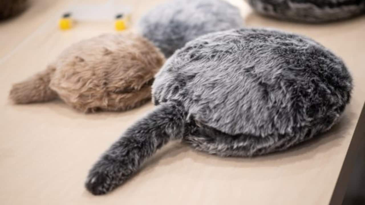 Robotic cushions Qoobo (front) and petit Qoobo (back). (PC-Philip FONG/AFP)