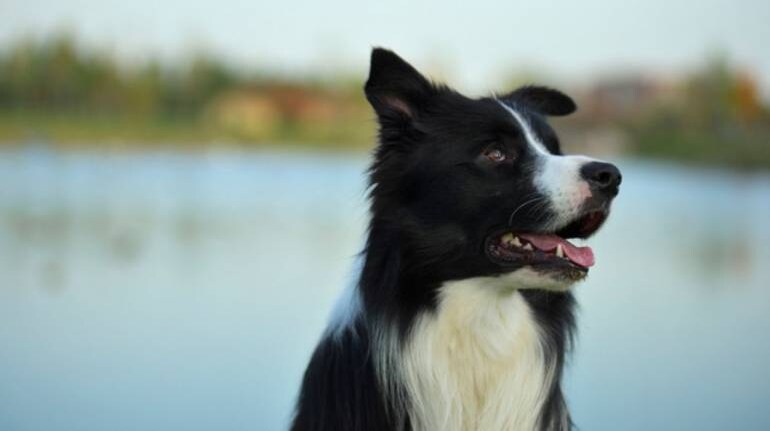 Tennessee Man Leaves 5 Million To 8 Year Old Pet Border Collie Lulu