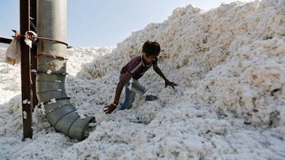 Cotton prices in India at 9-month high, Feb exports pegged at 2-year peak Cotton prices in India at 9-month high, Feb exports pegged at 2-year peak