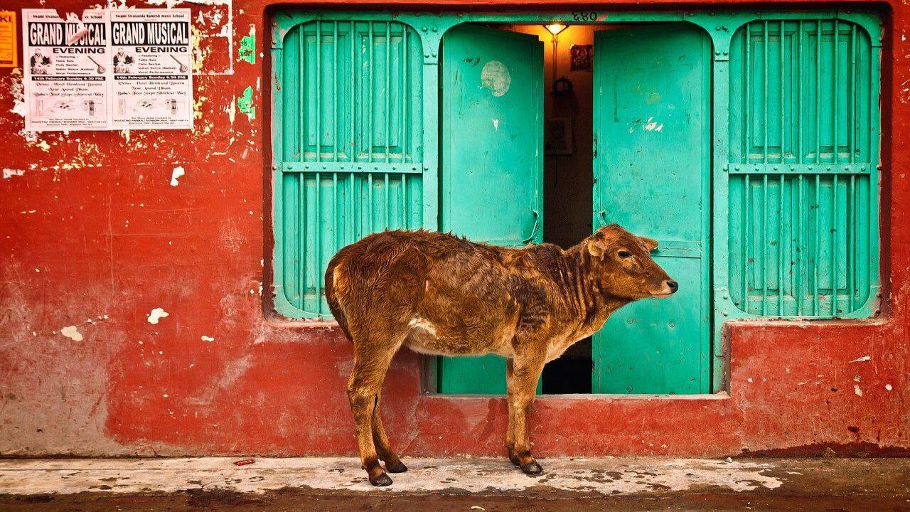 Bovine brouhaha: Why Cow Exam had to be moo-ved? Bovine brouhaha: Why Cow Exam had to be moo-ved?