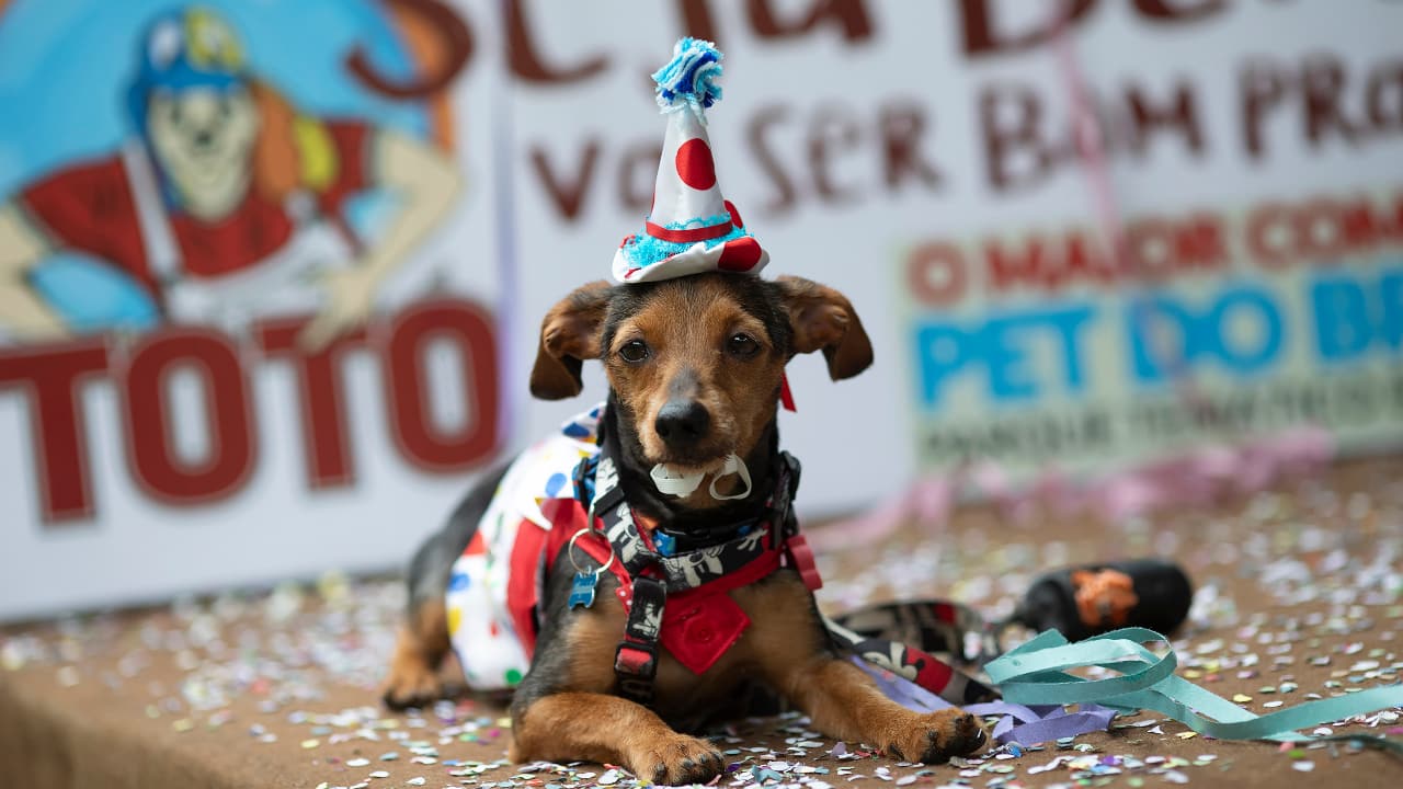 Dogs in costumes take over at Rio Carnival street party