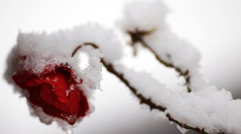 Valentines Day snow. (PC-Reuters)