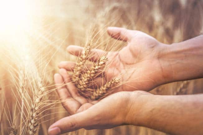 What happens to barley waste from beer? The answer is in your hands