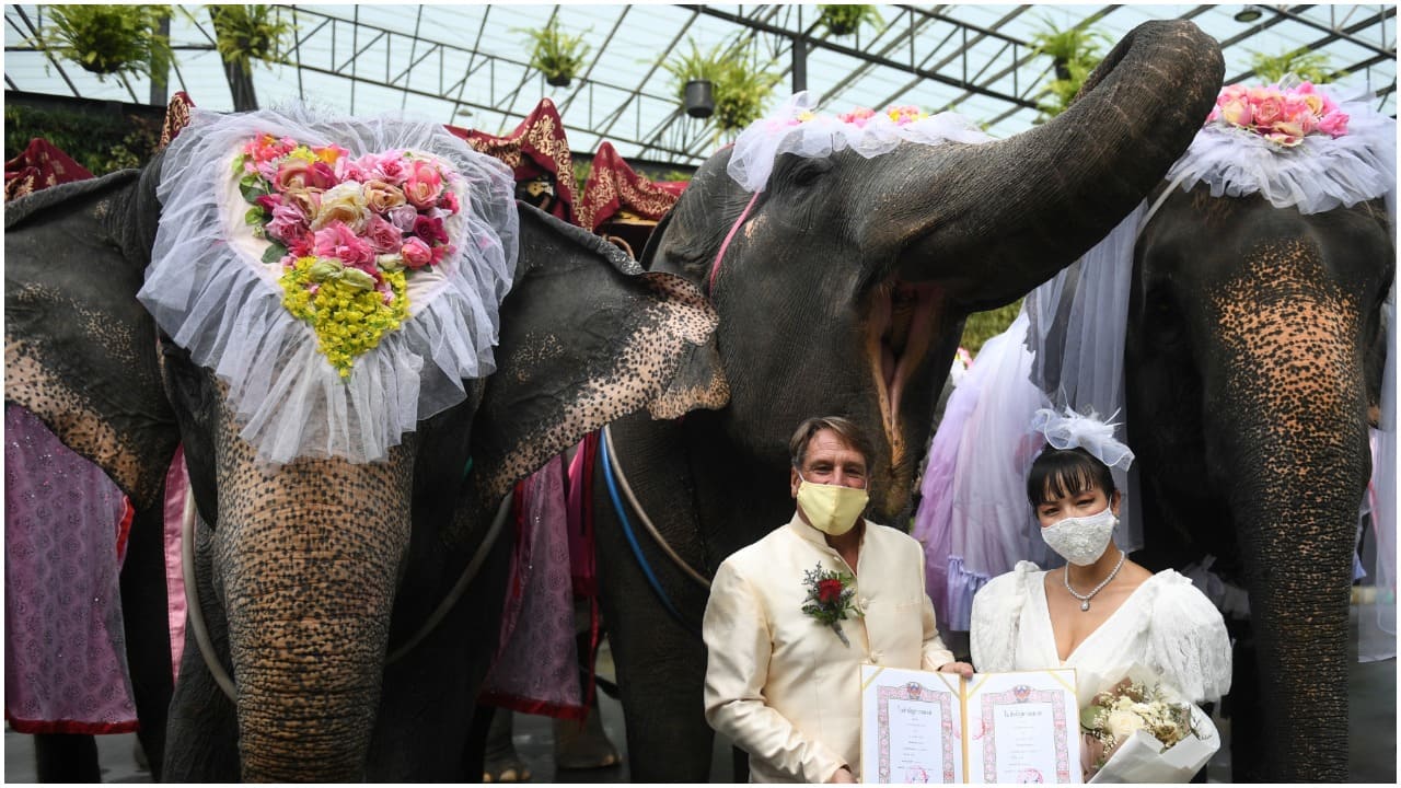 Valentines Day These Couples In Thailand Got Married On Elephants 9768