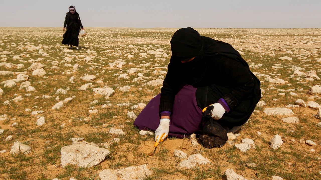 Turning over stones and poking the earth with her bare hands, Buheir’s granddaughter, 5-year-old Riyam, accompanied her parents to learn a trade and the desert lifestyle. “When there is no work, truffles are a source of income. And we are happy here,” said Riyam’s father Mohsen Farhan, who cherishes the weeks he spends with his family in their tent in the desert. (Image: Reuters)