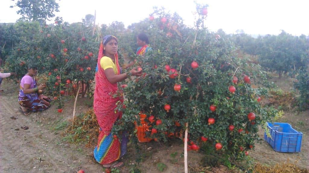How this drought-prone village in Maharashtra became water-sufficient How this drought-prone village in Maharashtra became water-sufficient