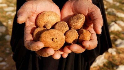 'A blessing from God': Iraqi truffle hunters unearth desert harvest