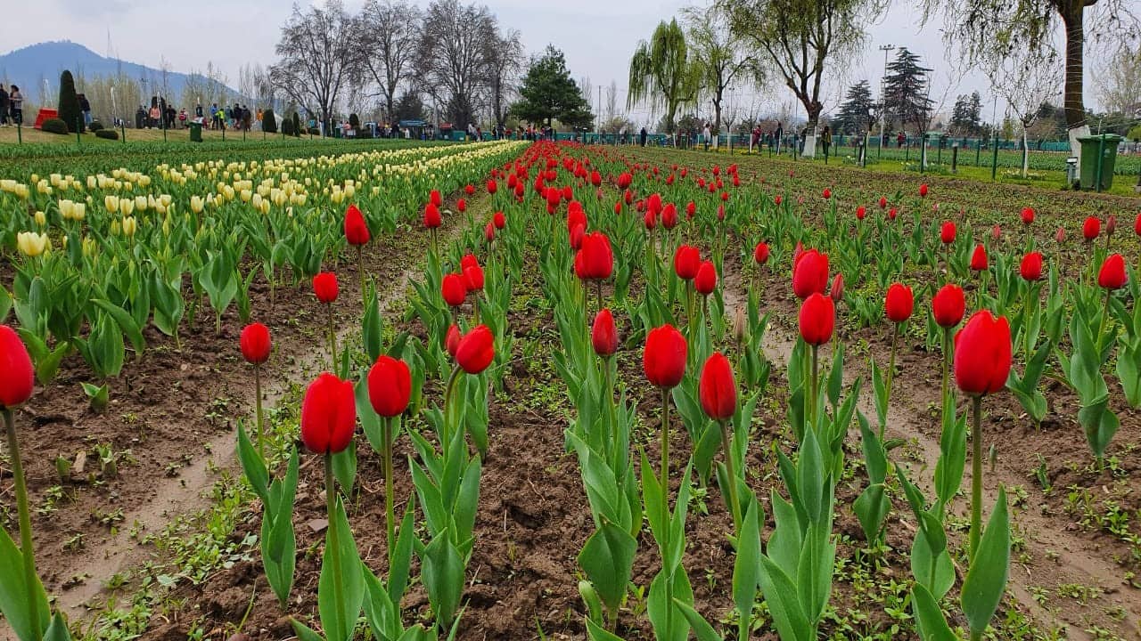 The garden is spread over 30 hectares in the foothills of snow-clad Zabarwan Range. This year, the garden houses 15 lakh tulips of 62 varieties. The Floriculture Department plants tulip bulbs in a phased manner so that the flowers remain in the garden for a month or more. (Image: News18)