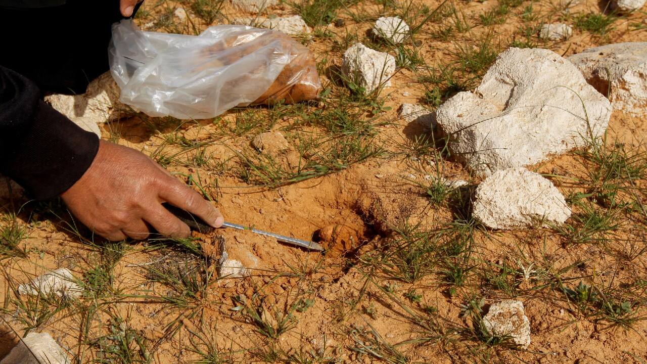 This year the rain came late and Buheir could only find about a kilo of truffles a day, one tenth of what she would dig up in a good year. (Image: Reuters)