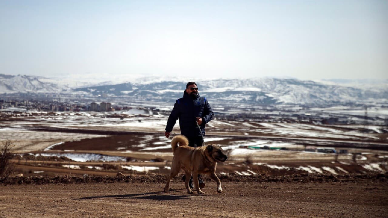 Their origin in Sivas’ Kangal district reportedly dates back thousands of years, though concrete evidence is scarce. Yildiz, 50, describes the flock-tenders as “Anatolian lions.” (Image: AP)