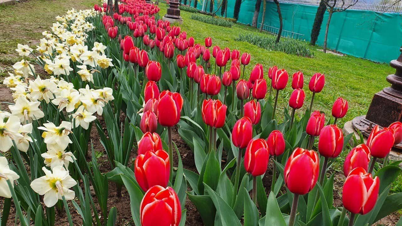 Formerly known as Siraj Bagh, the Indira Gandhi Memorial Tulip Garden was opened in 2008 by then Chief Minister Ghulam Nabi Azad. (Image: News18)