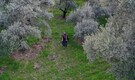 Turkish olive farmer battles to save her land from coal mine