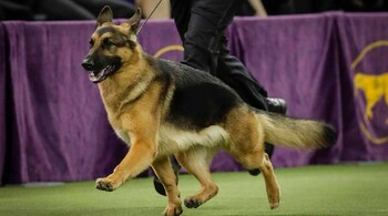 Army dog Phantom suffers fatal bullet wound in Jammu anti-terror operation