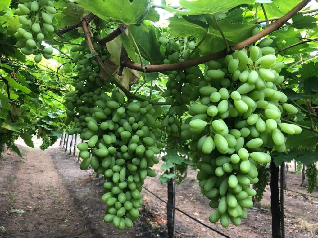 Close to 1,500 hectares of land in Kadawanchi is under grape cultivation. Credit: Chandrakant Kshirsagar