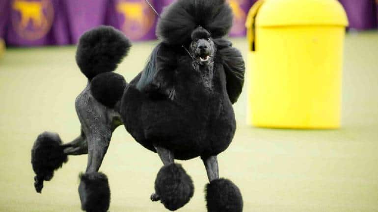 American Kennel Club | Top 10 most popular dog breeds of 2020