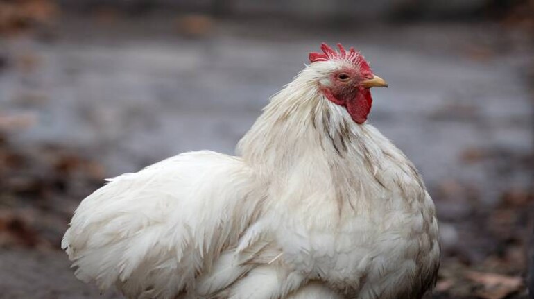 Ban By French Government On Halal Slaughter Of Chicken Is False
