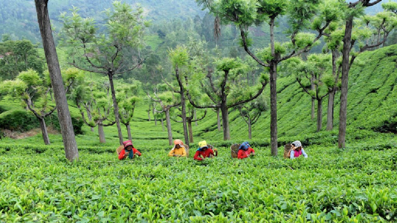 Chai-Pe-Charcha | Tea is the flavour of the month across 4 poll-bound states