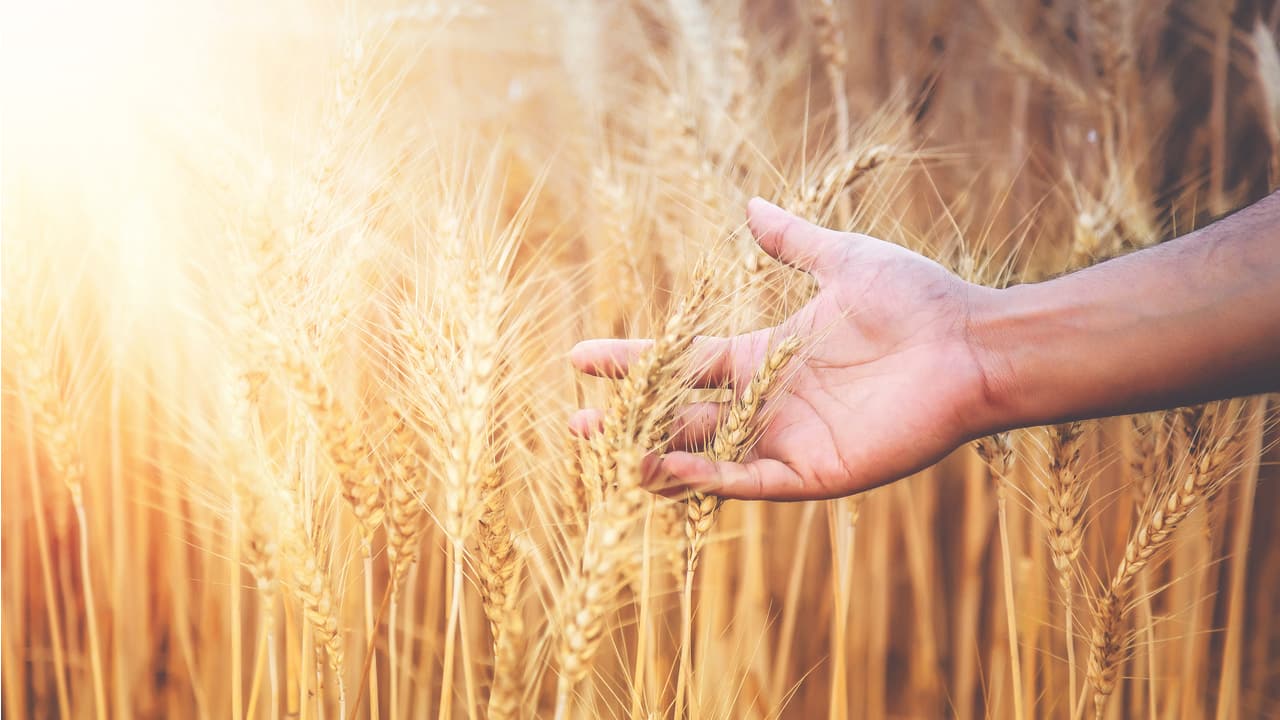 Exclusive| India gears up for wheat export push, railways to run special trains Exclusive| India gears up for wheat export push, railways to run special trains