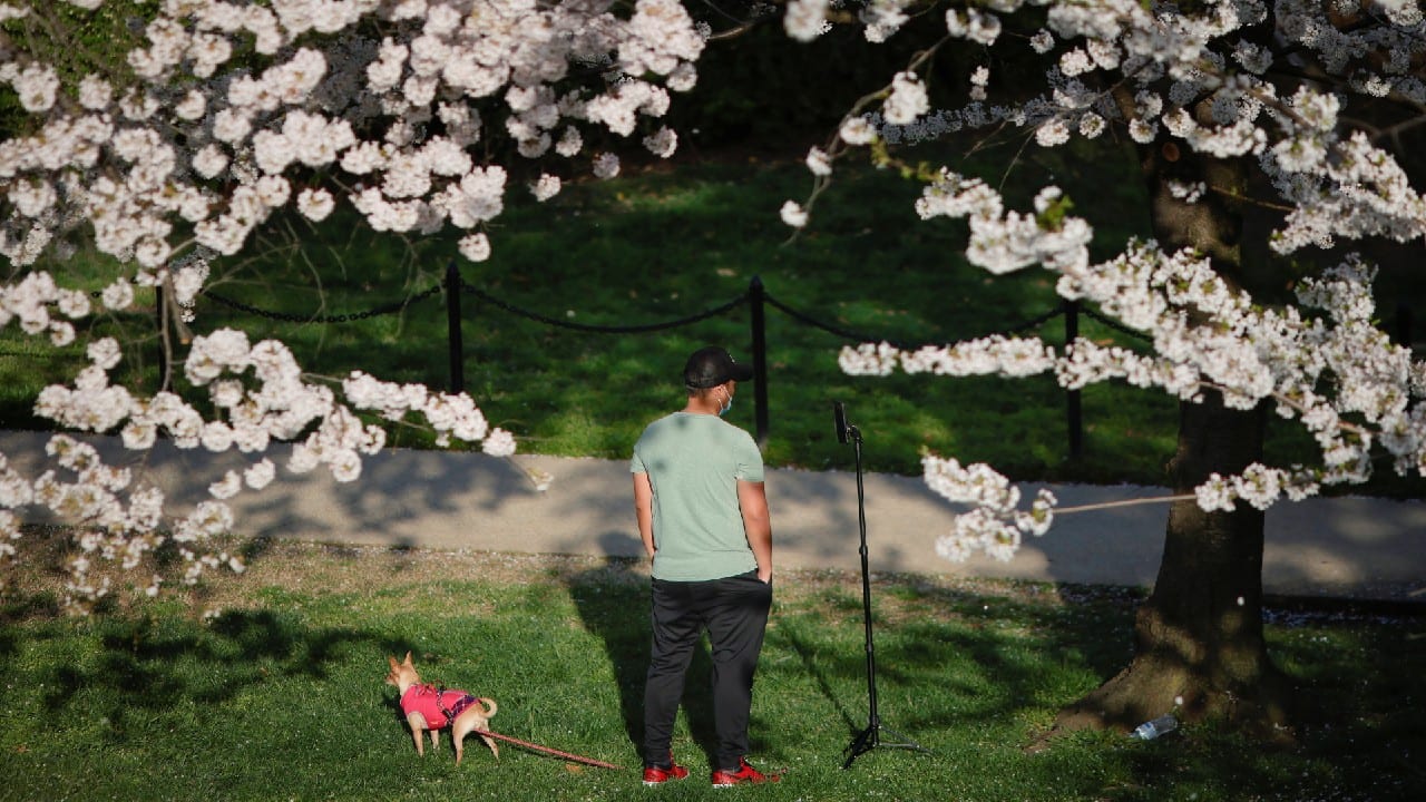 Jomer Gutierrez takes a selfie beside his dog, Mimi, beside cherry blossoms near the National Mall in Washington, U.S., March 31. (Image: Reuters)