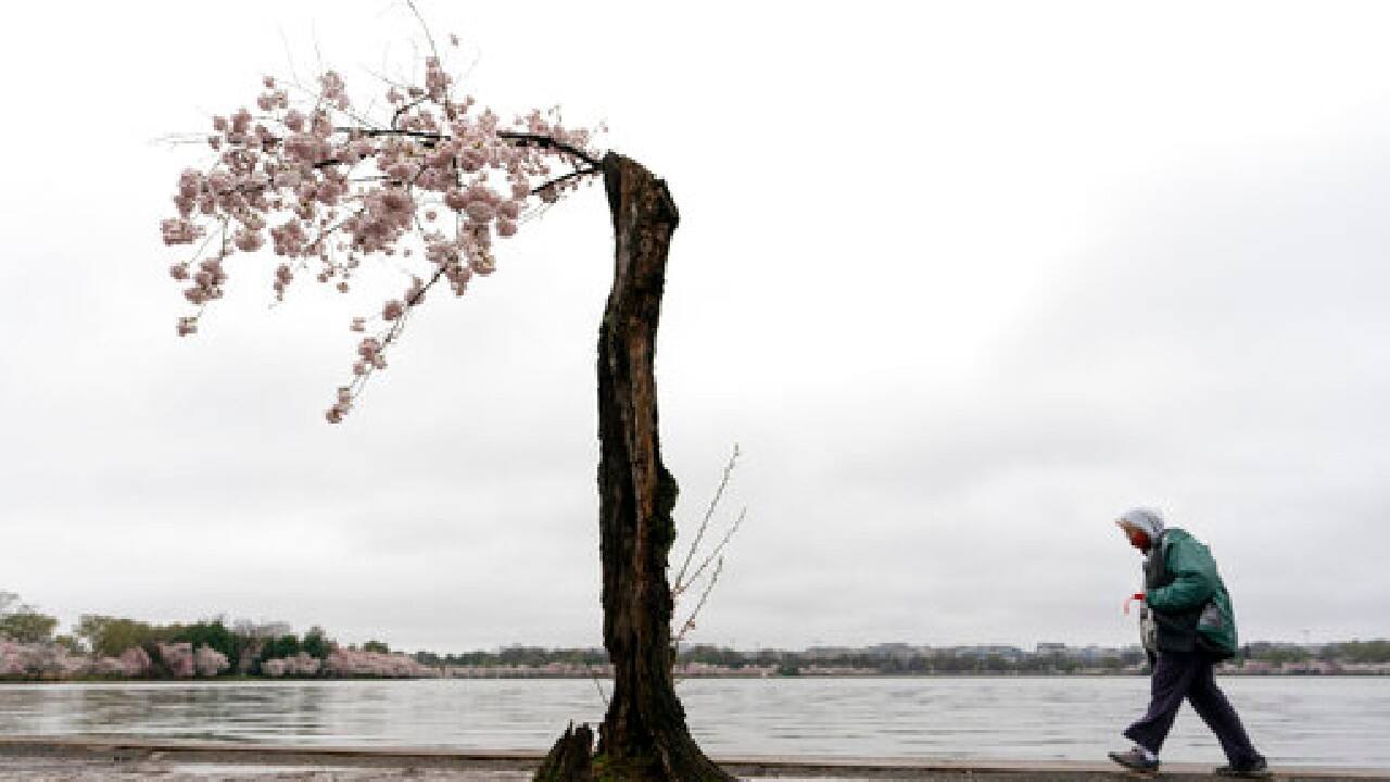 A visitor walks past a blooming Yoshino cherry tree on the edge of the Tidal Basin on a rainy, March 28, 2021, in Washington. The 2021 National Cherry Blossom Festival celebrates the original gift of 3,000 cherry trees from the city of Tokyo to the people of Washington in 1912. (Image: AP)