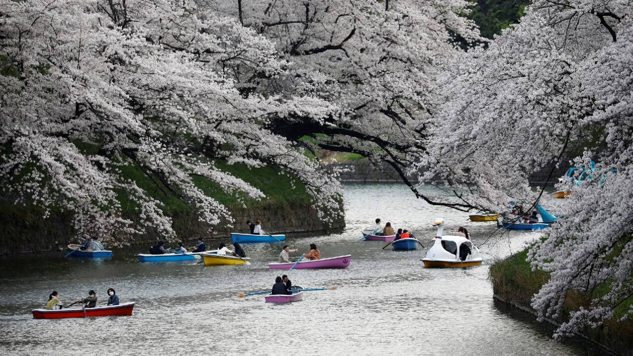 Visitors ride boats next to blooming cherry blossoms at Chidorigafuchi Park in Tokyo, Japan, March 27. (Image: Reuters)