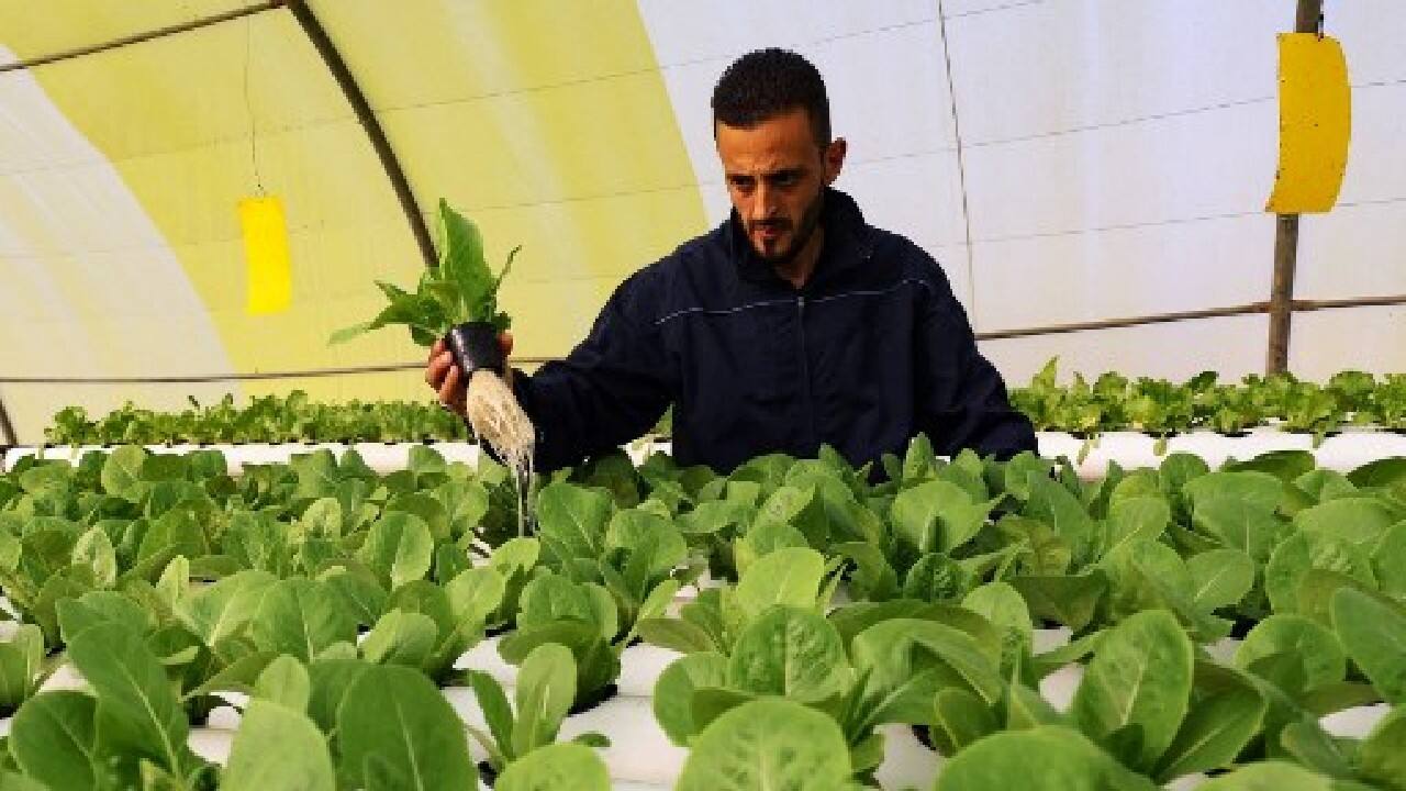 Agronomist Abdelkafi al-Amrouni said the method "paves the way toward the introduction of new agricultural techniques in Libya" to compensate for water shortages. There are still obstacles to widespread hydroponic use, however. "It's complicated and very expensive to get supplies in Libya," even as the country tries to turn the page on a decade of chaos, Amrouni said. (Image: AFP) Agronomist Abdelkafi al-Amrouni said the method "paves the way toward the introduction of new agricultural techniques in Libya" to compensate for water shortages. There are still obstacles to widespread hydroponic use, however. "It's complicated and very expensive to get supplies in Libya," even as the country tries to turn the page on a decade of chaos, Amrouni said. (Image: AFP)