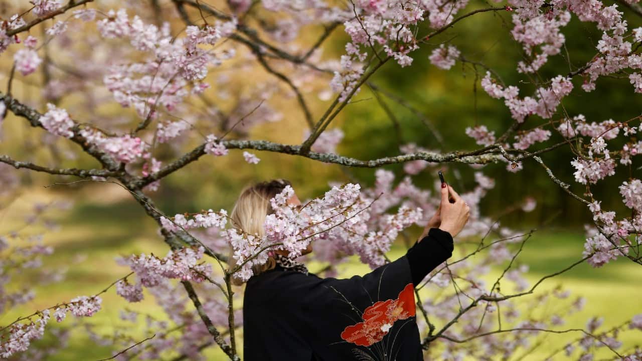 A woman photographs cherry blossom trees at the Oriental Park of Maulevrier, France, March 24. (Image: Reuters)