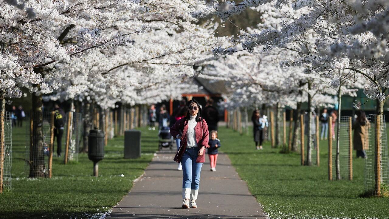 People walk under Cherry Blossom trees in Battersea Park in London, Britain March 23. (Image: Reuters)