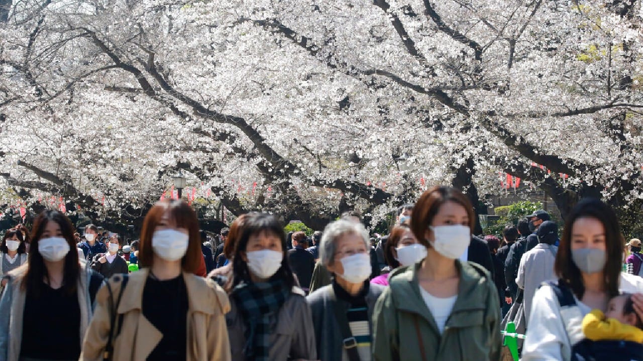 Sakura have deeply influenced Japanese culture for centuries and regularly been used in poetry and literature with their fragility seen as a symbol of life, death and rebirth. (Image: AP)