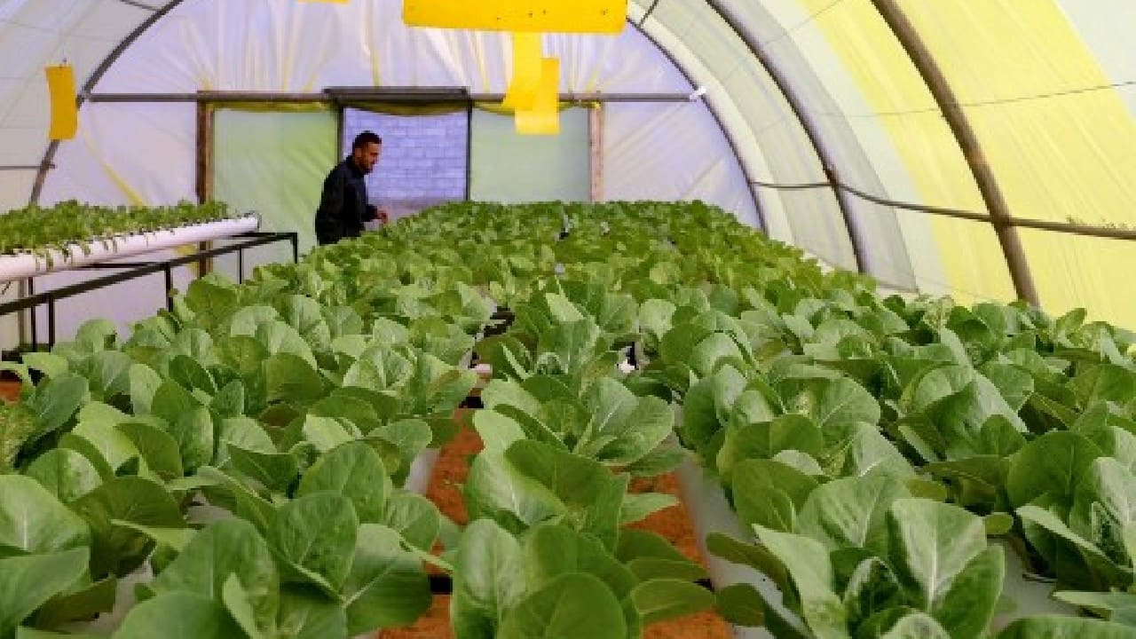 'Green Paradise' brings hydroponics to Libya