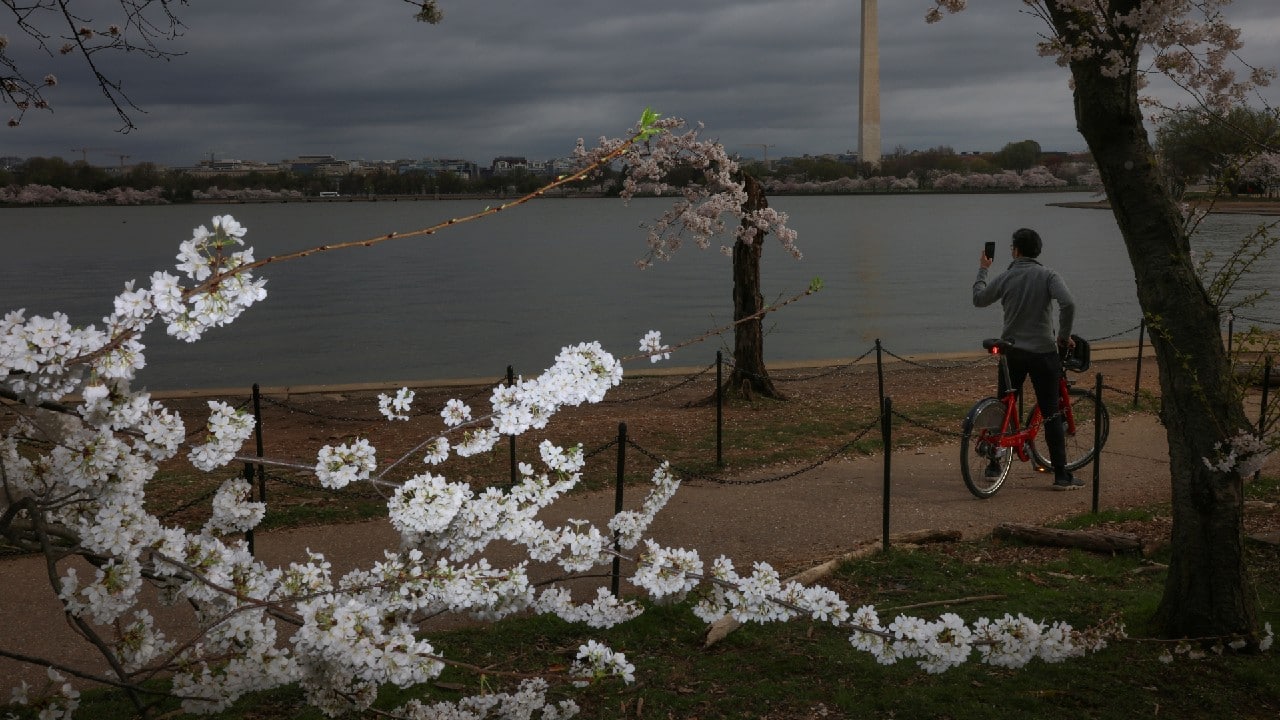 A visitor takes a cell phone photo of a distinguished cherry tree at the Tidal Basin near the National Mall in Washington, U.S., March 31. (Image: Reuters)