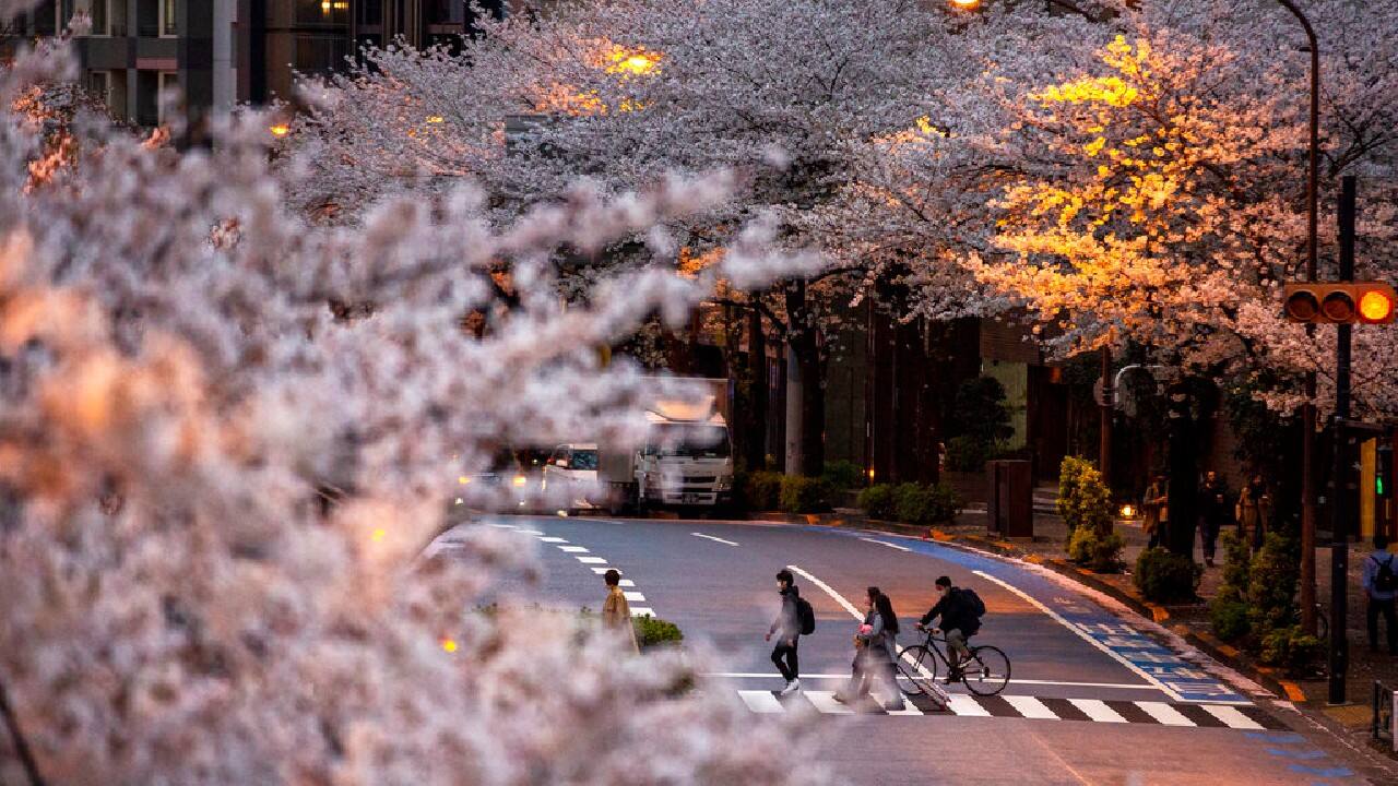 The agency tracks 58 “benchmark” cherry trees across the country, and this year 40 of those already have reached their peak bloom and 14 have done so in record time. The trees normally bloom for about two weeks each year from first bud to all the blossoms falling off. (Image: AP)