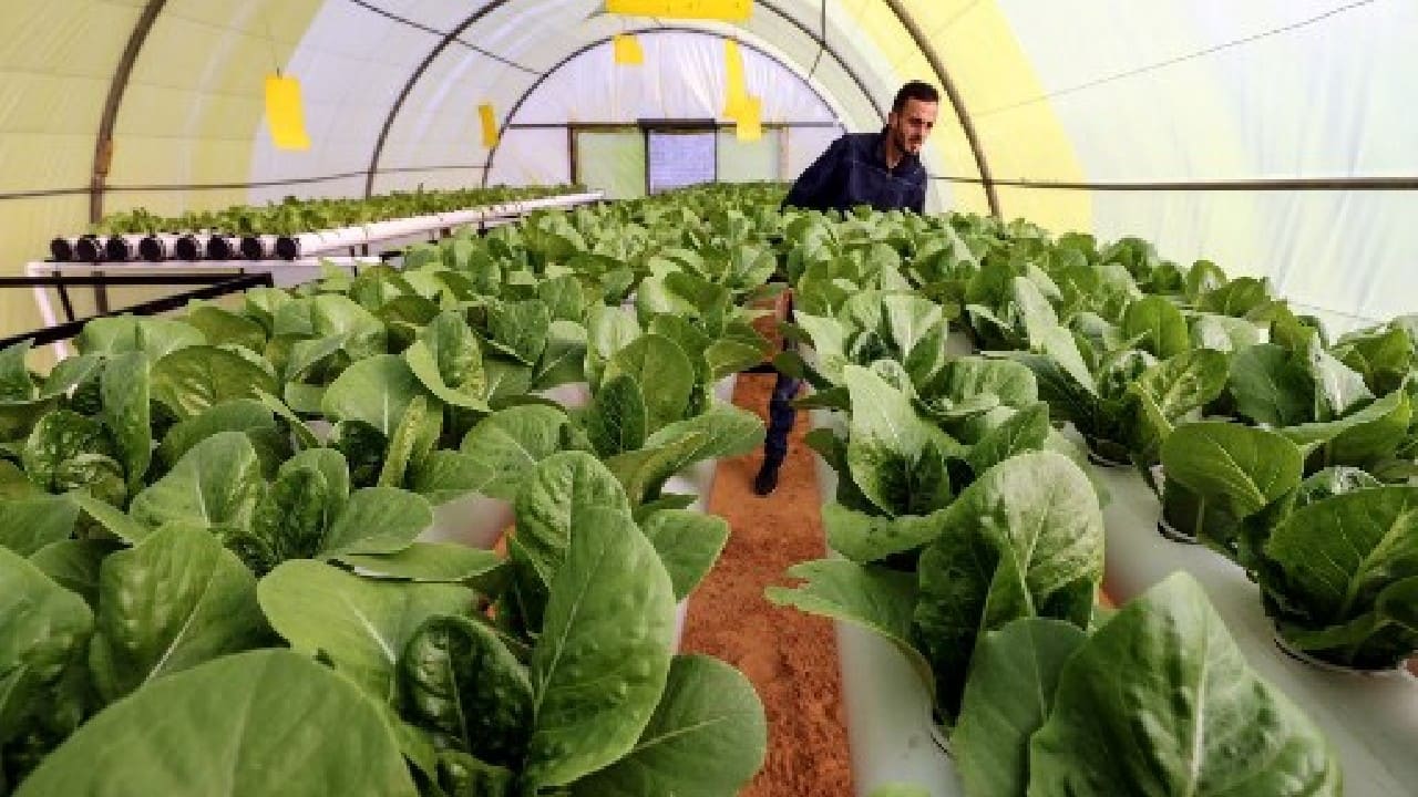 Under a yellow tarpaulin stretched over an arched metal frame, Siraj Bechiya and his partner inspect their hydroponically-grown lettuce, pioneers of the method in mostly-desert Libya where conventional agriculture struggles. (Image: AFP) Under a yellow tarpaulin stretched over an arched metal frame, Siraj Bechiya and his partner inspect their hydroponically-grown lettuce, pioneers of the method in mostly-desert Libya where conventional agriculture struggles. (Image: AFP)