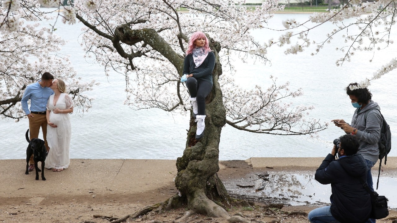Priyanka Kaswan poses for a photo while sitting on a cherry tree at the Tidal Basin near the National Mall in Washington, U.S., March 31. (Image: Reuters)