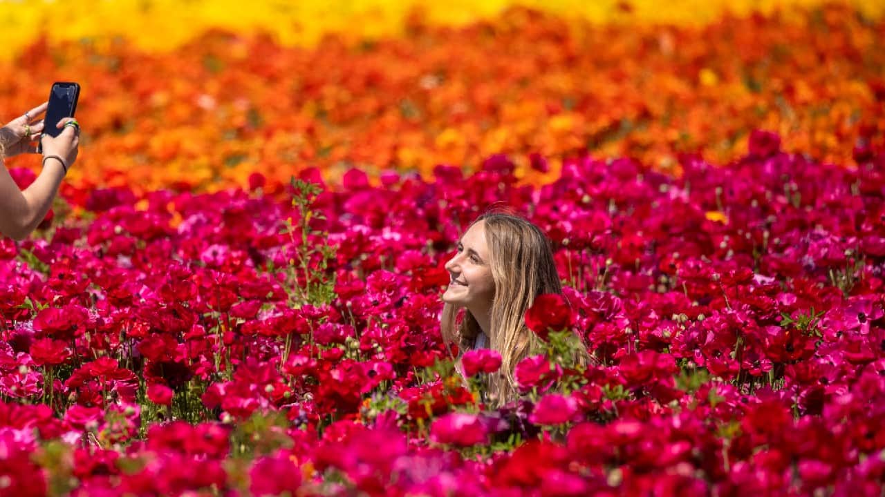 Norah Miller has her picture taken by her friend Emma McCain as they visit the 50 acres of Ranunculus flowers at &quot;The Flower Fields&quot; in Carlsbad, California, U.S. (Image: Reuters)