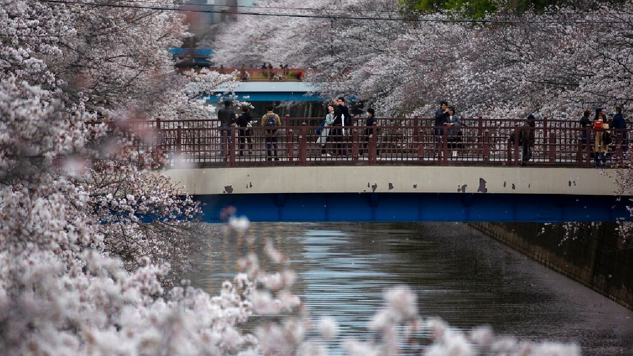 Japan’s favorite flower, called “sakura," used to reach their peak bloom in April, just as the country celebrates the start of its new school and business year. Yet that date has been creeping earlier and now most years the blossoms are largely gone before the first day of school. (Image: AP)