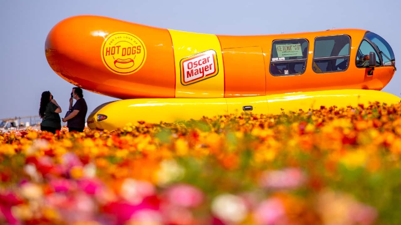 Visitors wear masks as they catch some shade under the Oscar Mayer Wienermobile amid 50 acres of Ranunculus flowers at &quot;The Flower Fields&quot; in Carlsbad, California, U.S. (Image: Reuters)