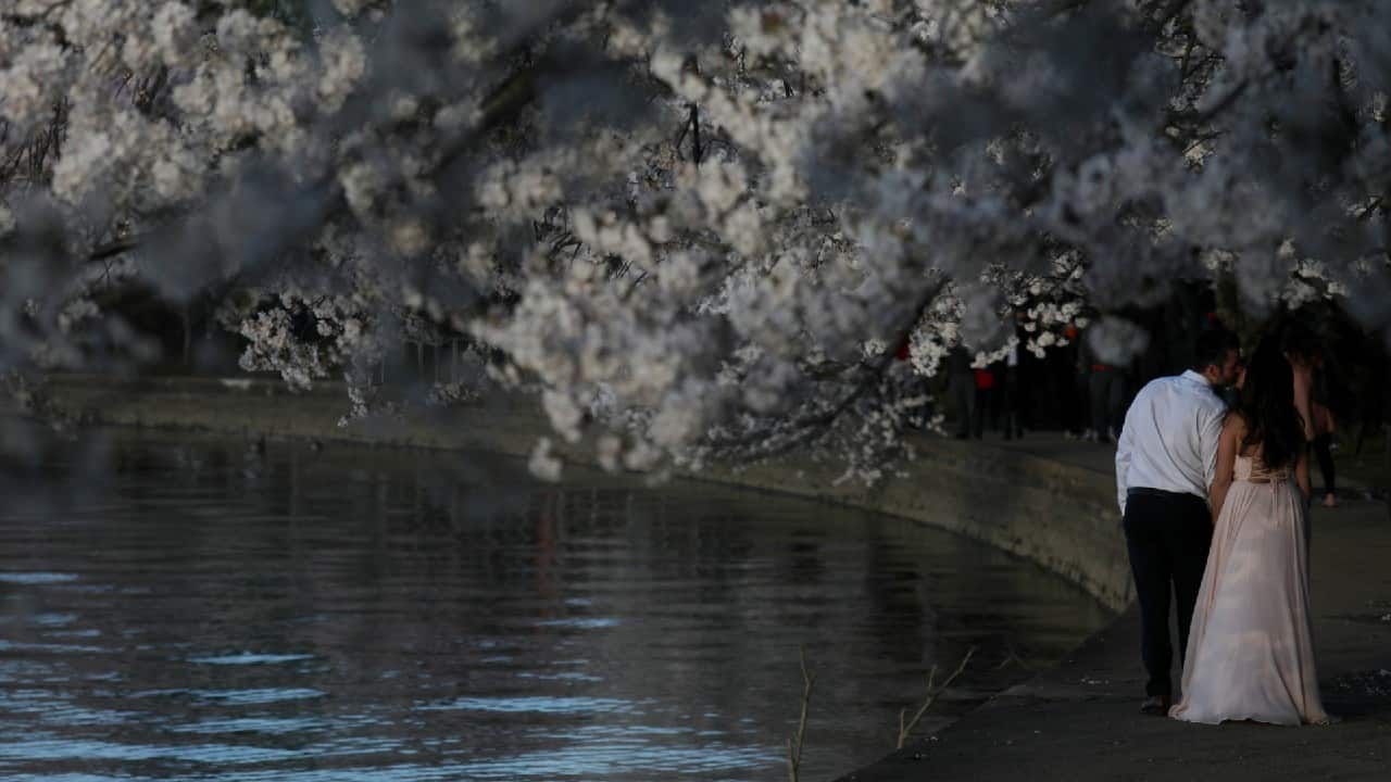 A couple kisses for a camera as people observe the annual cherry blossoms in Washington, U.S., March 29. (Image: Reuters)