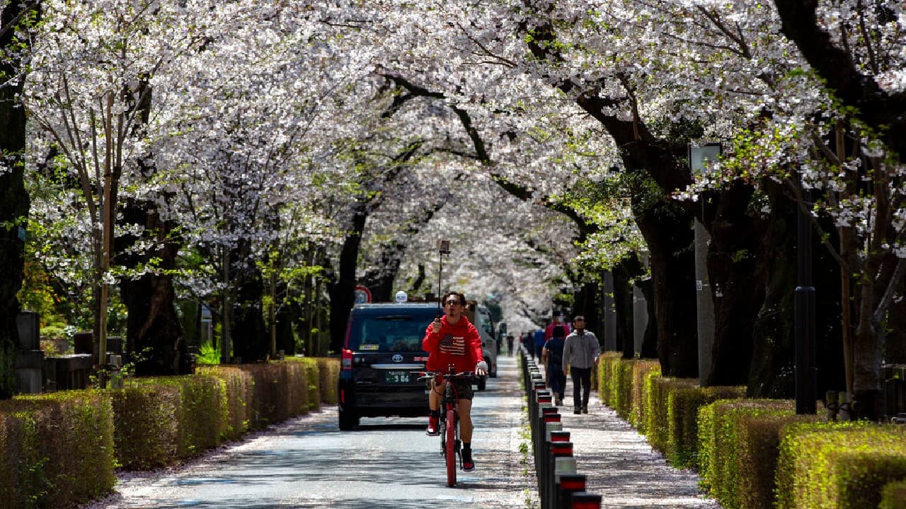 This year peak bloom was reached on March 26 in the ancient capital of Kyoto, the earliest since the Japan Meteorological Agency started collecting the data in 1953 and 10 days ahead of the 30-year average. Similar records were set this year in more than a dozen cities across Japan. (Image: AP)