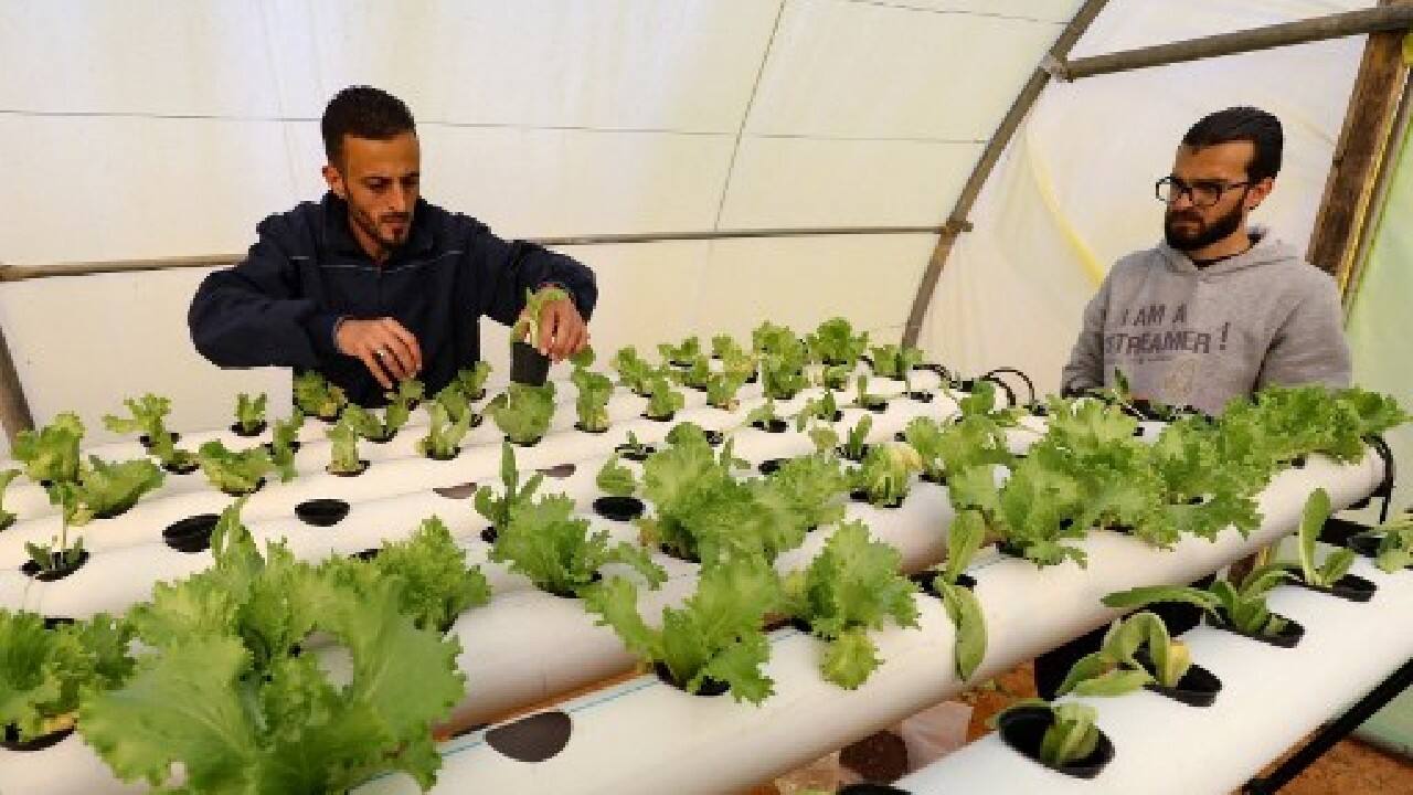 Zip ties, punctured plastic cups as pots and PVC tubing bought in DIY shops hold the precious crops at "Green Paradise" -- so dubbed by the two young Libyan entrepreneurs spearheading the project. But the ad hoc nature of the materials hasn't stopped the plants from thriving, their long white roots nourished by water rich with nutrients and oxygen. (Image: AFP) Zip ties, punctured plastic cups as pots and PVC tubing bought in DIY shops hold the precious crops at "Green Paradise" -- so dubbed by the two young Libyan entrepreneurs spearheading the project. But the ad hoc nature of the materials hasn't stopped the plants from thriving, their long white roots nourished by water rich with nutrients and oxygen. (Image: AFP)