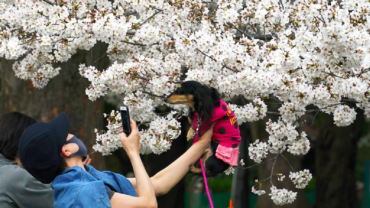 Cherry trees are sensitive to temperature changes and the timing of their blooming can provide valuable data for climate change studies, Anbe said. According to the agency data, the average temperature for March in Kyoto has climbed to 10.6 degrees Celsius (51.1 F) in 2020 from 8.6 C (47.5 F) in 1953. So far this year's average March temperature in Japan has been 12.4 C (54.3 F). (Image: AP)