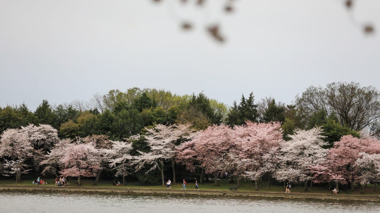 People enjoy the warm weather and blooming cherry blossoms as they walk by the Tidal Basin in Washington, U.S. March 27. (Image: Reuters)