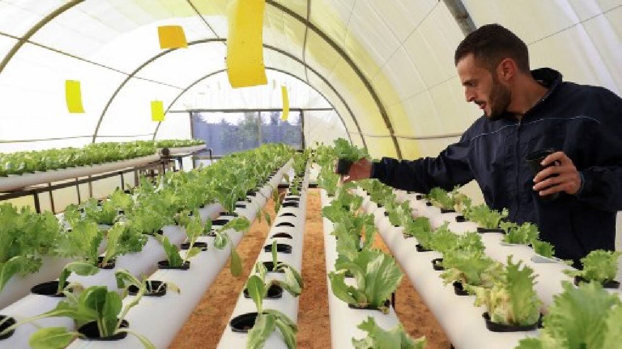 In theory, hydroponics can guarantee higher yields and profits than conventional farming, which is at risk from weather, water shortages and pollution from unregulated pesticide use. While not saturated with pesticides, hydroponic products, poo-pooed as bland by detractors, generally are not labelled organic. (Image: AFP) In theory, hydroponics can guarantee higher yields and profits than conventional farming, which is at risk from weather, water shortages and pollution from unregulated pesticide use. While not saturated with pesticides, hydroponic products, poo-pooed as bland by detractors, generally are not labelled organic. (Image: AFP)