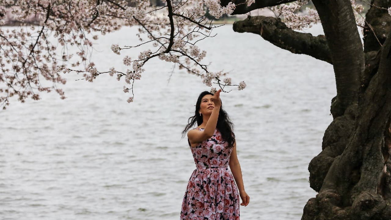A woman enjoys the warm weather and blooming cherry blossoms by the Tidal Basin in Washington, U.S. March 27. (Image: Reuters)