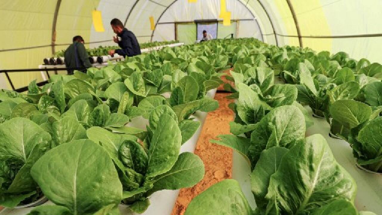 Arable land barely makes up three percent of Libya's territory and is under threat, as rapid urbanisation eats up the fertile strip along the Mediterranean coast. (Image: AFP) Arable land barely makes up three percent of Libya's territory and is under threat, as rapid urbanisation eats up the fertile strip along the Mediterranean coast. (Image: AFP)